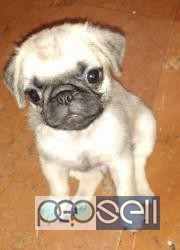 Pug Puppy for sale in Chennai 1 