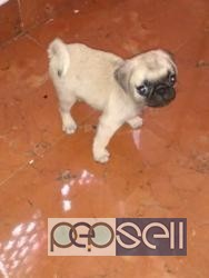 Pug Puppy for sale in Chennai 2 