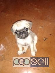 Pug Puppy for sale in Chennai 3 