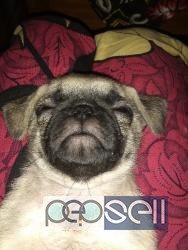 Pug Puppy for sale in Chennai 4 
