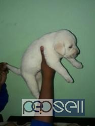 Labrador puppy for sale in Chennai 0 