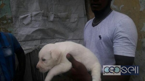 Labrador puppy for sale in Chennai 1 
