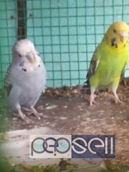 Show cross birds for sale in Chennai 0 