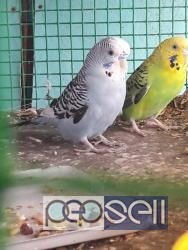 Show cross birds for sale in Chennai 1 