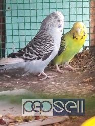 Show cross birds for sale in Chennai 2 