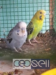 Show cross birds for sale in Chennai 3 