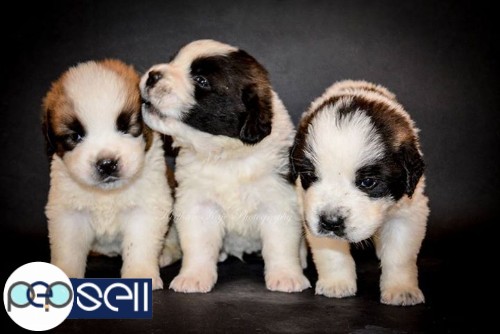 Saint Bernard puppies for sale 1 