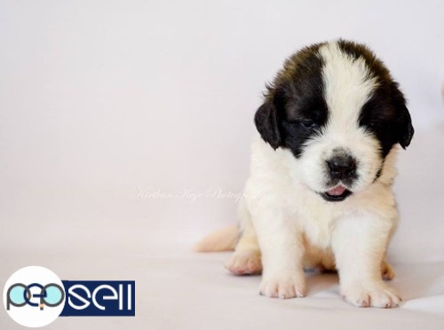 Saint Bernard puppies for sale 3 
