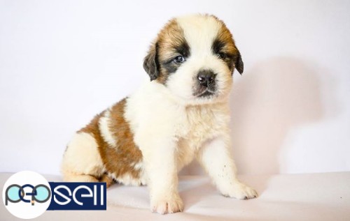 Saint Bernard puppies for sale 4 