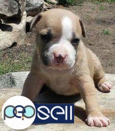 Pitbull Puppies for sale at Kollam 2 