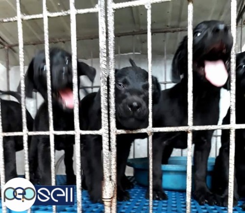 Labrador puppies for sale 0 