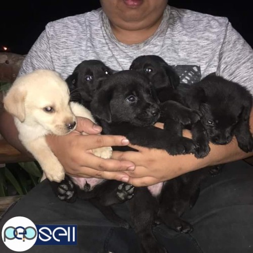 Labrador puppies for sale 1 