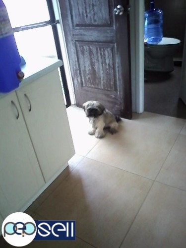 Shih tzu Puppy for sale in Carmona Cavite 0 