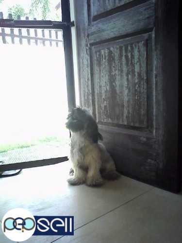 Shih tzu Puppy for sale in Carmona Cavite 1 
