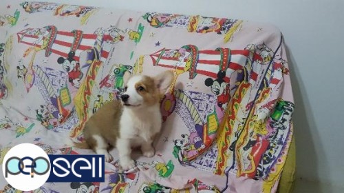 Pure Pembroke Welsh Corgi Puppies For Sale in Manila 3 