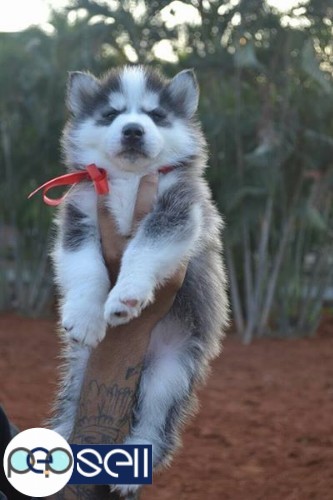 Siberian Husky male and female puppies for sale 1 