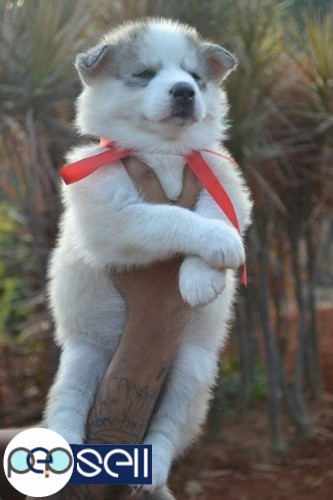 Siberian Husky male and female puppies for sale 2 