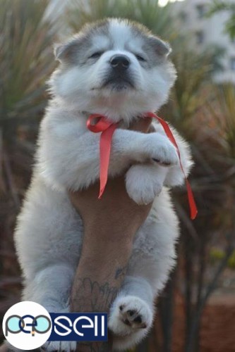 Siberian Husky male and female puppies for sale 3 