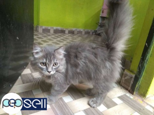 Persian male cat in Malappuram 0 