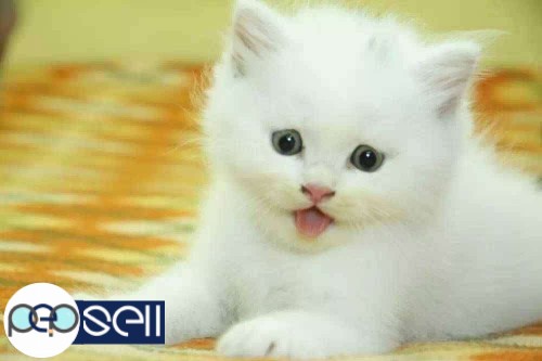 Persian male cat pure white in kochi 0 