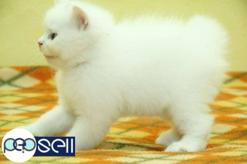 Persian male cat pure white in kochi 1 