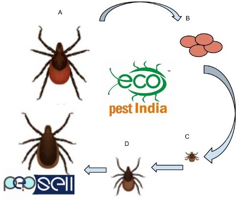  Eco Pest India ,Termite And Pest Control Services Kannur,Kasaragod,Ernakulam, Pappinisserry,Pariyaram,Pattiom,Payyanur,  Payangadi, Eco Pest India ,T 4 