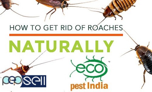  Eco Pest India ,Termite And Pest Control Services Kannur,Kasaragod,Ernakulam, Pappinisserry,Pariyaram,Pattiom,Payyanur,  Payangadi, Eco Pest India ,T 5 