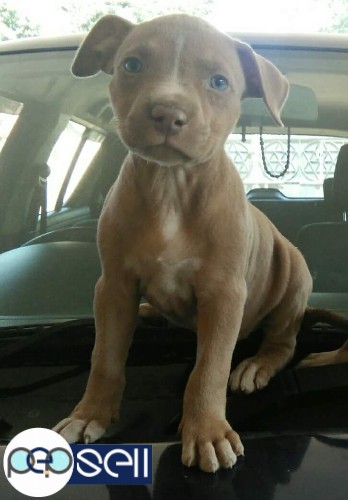 American Pitbull female puppy for sale in Thiruvalla 0 