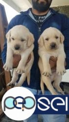 Show quality labrador puppies waiting for a loving homes... 0 