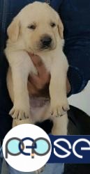 Show quality labrador puppies waiting for a loving homes... 1 