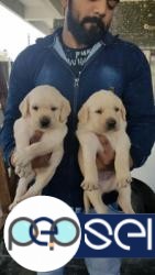 Show quality labrador puppies waiting for a loving homes... 2 
