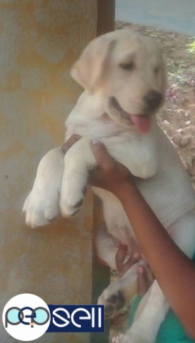 Champion direct puppy for sale 4 