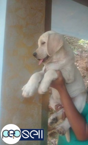 Champion direct puppy for sale 5 