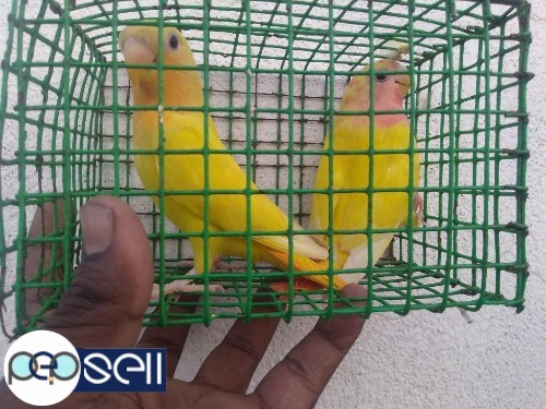 Lutino opline orange pair - African Love Birds - for sale - Chennai 0 