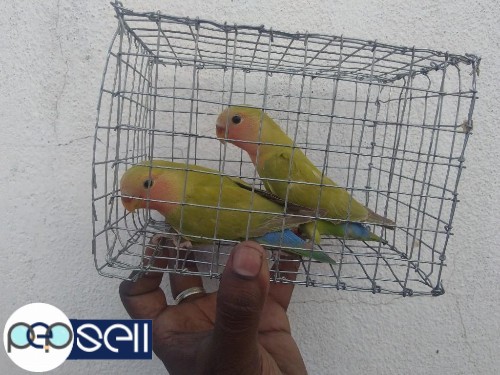 Lutino opline orange pair - African Love Birds - for sale - Chennai 2 