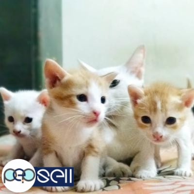 Free Adoption of helathy kittens cats  Chennai 0 