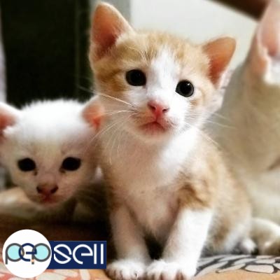 Free Adoption of helathy kittens cats  Chennai 1 