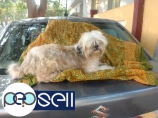 Lhasa dog for sale in Hyderabad 0 