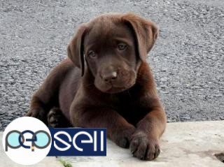 Beautiful Labrador puppies available in Bangalore 0 