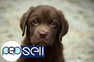 Beautiful Labrador puppies available in Bangalore 1 
