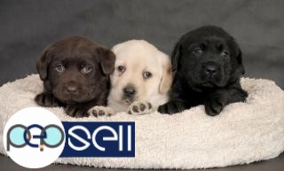 Beautiful Labrador puppies available in Bangalore 2 