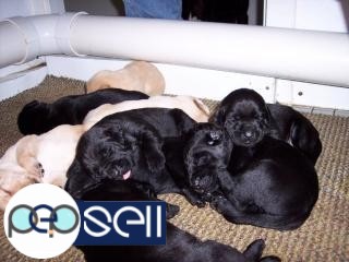 Beautiful Labrador puppies available in Bangalore 3 