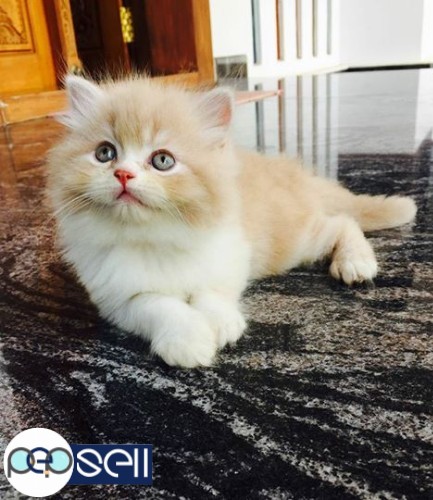 Persian cat 2 kittens for sale 0 