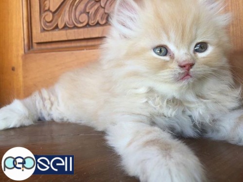 Persian cat 2 kittens for sale 1 