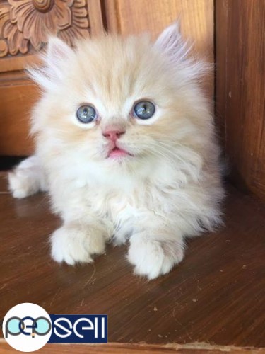 Persian cat 2 kittens for sale 4 