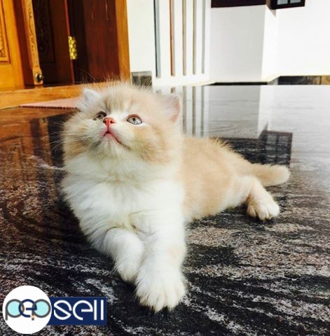 Persian cat 2 kittens for sale 5 
