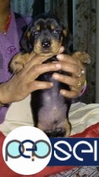 Daschund small breed dog puppies for sale in Delhi 0 