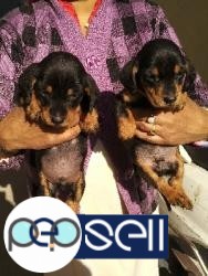 Daschund small breed dog puppies for sale in Delhi 1 