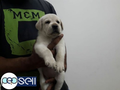 Lab puppy for sale,28 days old. 1 