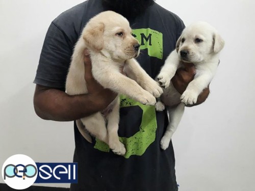 Lab puppy for sale,28 days old. 3 
